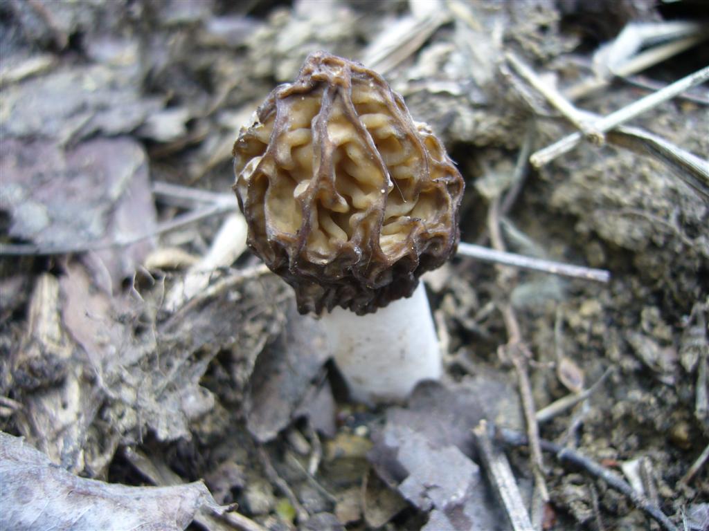 Morchellaceae